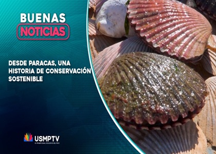 LAS CONCHAS MARINAS, UN TESORO VIVO DE PARACAS